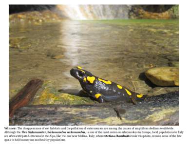 Winner: The disappearance of wet habitats and the pollution of watercourses are among the causes of amphibian declines worldwide. Although the Fire Salamander, Salamandra salamandra, is one of the most common salamanders