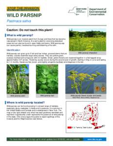 Eudicots / Asterids / Apiales / Parsnip / Apiaceae / Wild parsnip / Phytophotodermatitis / Furanocoumarin / Pastinaca