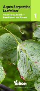 Aspen Serpentine Leafminer Yukon Forest Health — Forest insect and disease  Energy, Mines and Resources