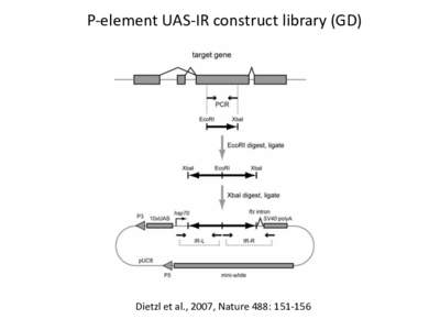 P-element UAS-IR construct library (GD)  Dietzl et al., 2007, Nature 488:  