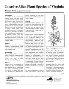 Biology / Ecology / Ligustrum sinense / Privet / Glyphosate / Oleaceae / Herbicide / Alternanthera philoxeroides / Ligustrum microcarpum / Ligustrum / Invasive plant species / Chemistry