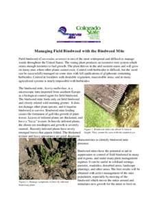 Managing Field Bindweed with the Bindweed Mite Field bindweed (Convovulus arvensis) is one of the most widespread and difficult to manage weeds throughout the United States. The vining plant produces an extensive root sy