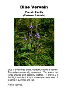 Blue Vervain Vervain Family (Verbena hastata)  Blue Vervain has small, violet-blue spiked flowers.