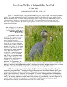 Heronry / Great Blue Heron / Heron / Herons / Ardea / Birds of Western Australia / Little Blue Heron / Birds of North America / Ornithology / Wading birds