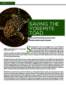 EXPERT INSIGHTS  SAVING THE YOSEMITE TOAD HEALTHY ECOSYSTEMS DEPEND ON HEALTHY TOADS