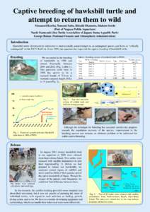 Endangered species / Zoology / Eretmochelys / Hawksbill sea turtle / Fauna of Asia / Herpetology / Sea turtles