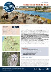 Trip Dossier  Yellowstone Wildlife Walk Tour At a glance: