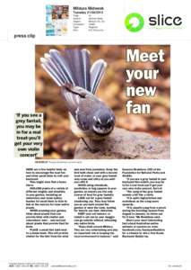 Meet your new fan ON DISPLAY: The grey fantail lives up to its name