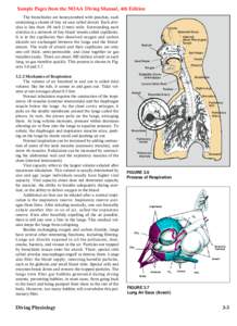 Sample Pages from the NOAA Diving Manual, 4th Edition The bronchioles are honeycombed with pouches, each containing a cluster of tiny air sacs called alveoli. Each alveolus is less than .04 inch (1mm) wide. Surrounding e