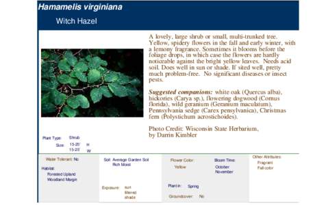 Hamamelis virginiana Witch Hazel A lovely, large shrub or small, multi-trunked tree. Yellow, spidery flowers in the fall and early winter, with a lemony fragrance. Sometimes it blooms before the foliage drops, in which c