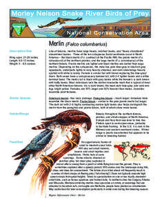 Morley Nelson Snake River Birds of Prey National Conservation Area Merlin (Falco columbarius) Description/Size Wing span: 21-26 inches