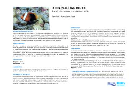 POISSON-CLOWN BISTRÉ Amphiprion melanopus (Bleeker, 1852)