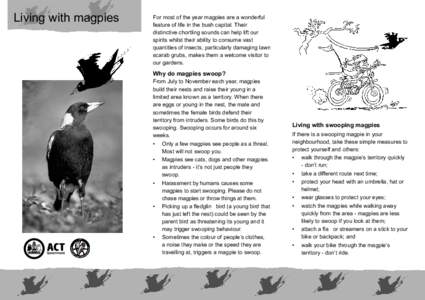 Living with magpies  For most of the year magpies are a wonderful feature of life in the bush capital. Their distinctive chortling sounds can help lift our spirits whilst their ability to consume vast