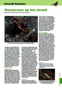 Natuurlijk Rotterdam  Oorwormen op het strand Mark Grutters  [ecoloog, bureau Stadsnatuur Rotterdam; ]