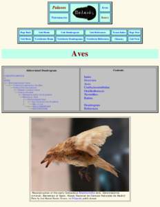 Palaeos Vertebrates Passeriformes Overview