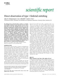 Direct observation of type 1 fimbrial switching