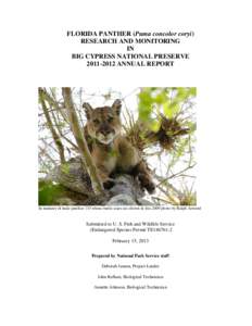 The role of Big Cypress National Preserve (Big Cypress) in Florida panther recovery has evolved as research has replaced speculation