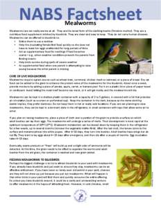 NABS Factsheet Mealworms are not really worms at all. They are the larval form of the darkling beetle (Tenebrio molitor). They are a nutritious food supplement relished by bluebirds. They are clean and easy to keep. They