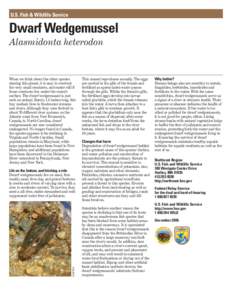 U.S. Fish & Wildlife Service  Dwarf Wedgemussel Alasmidonta heterodon  When we think about the other species