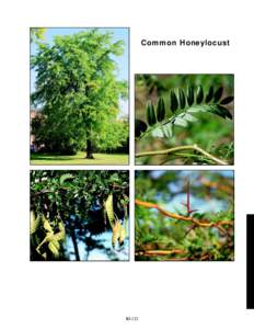 Common Honeylocust  slide 60b 360%  slide 60d