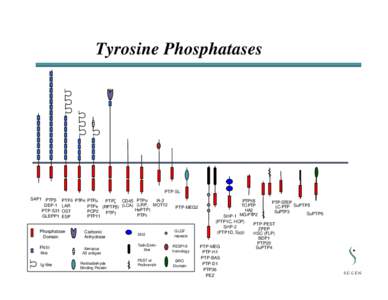 Tyrosine Phosphatases  PTP-SL SAP1 PTPβ DEP-1 PTP-S31