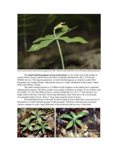 Isotria medeoloides (small whorled pogonia) in NH. Photo by Ben Kimball for the NH Natural Heritage Bureau.  The small whorled pogonia (Isotria medeoloides) is one of the rarest wild orchids in eastern North America and 