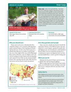 Asian Carps  SPECIES AT A GLANCE Mike McClelland/Illinois Natural History Survey