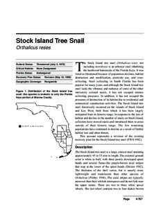 Stock Island Tree Snail Orthalicus reses