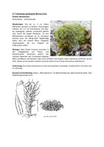 3.7 Grimmia pulvinata (HEDW.) SM. Polster-Kissenmoos Grimmiales - Grimmiaceae Morphologie: Die bis zu 2 cm hohen Pflänzchen wachsen in dichten, kissenartigen Polstern von 2-5 cm Durchmesser, die blaubis dunkelgrün, sel