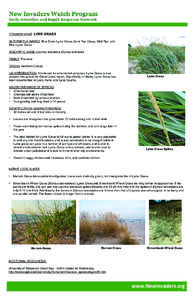 COMMON NAME: LYME GRASS ALTERNATIVE NAMES: Blue Dune Lyme Grass, Sand Rye Grass, Wild Rye, and Blue Lyme Grass. SCIENTIFIC NAME: Leymus arenarius; Elymus arenarius FAMILY: Poaceae ORIGIN: Northern Europe