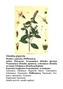 Mentha piperita Mentha x piperita, Pfefferminze; andere Minzarten: Krauseminze (Mentha spicata),