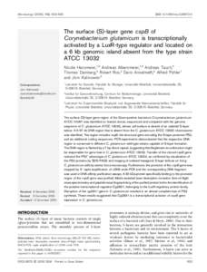 Microbiology (2006), 152, 923–935  DOImicThe surface (S)-layer gene cspB of Corynebacterium glutamicum is transcriptionally