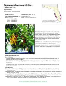 Cupaniopsis anacardioides carrotwood Sapindaceae Common Synonyms: Cupania anacardioides  FLEPPC Category: 1