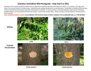 Ailanthus Verticillium Wilt Photoguide – Help Find It in Ohio Verticillium wilt caused by Verticillium albo-atrum was detected on Ailanthus altissima in Pennsyvlania in[removed]It is caused by a soil-fungus that infects 