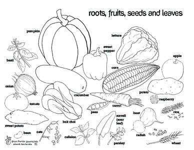 roots, fruits, seeds and leaves pumpkin lettuce sweet pepper apple
