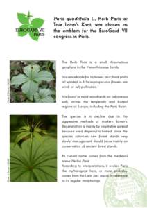 Medicinal plants / Melanthiaceae / Flora of Italy / Flora of Macedonia / Paris quadrifolia / Paris / Flora / Botany / Biota