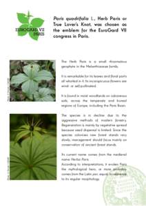 Paris quadrifolia L., Herb Paris or True Lover’s Knot, was chosen as the emblem for the EuroGard VII congress in Paris.  Photo : F. Perriat / CBNBP