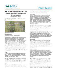 Plains Bristlegrass Plant Guide