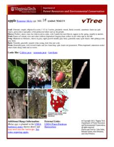 Flora / Botany / Biology / Malus / Pear / Rosaceae