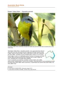 file:///G:/bushbirds6.11/infe/eopsaltria_australis.html