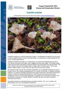 Fungus Factsheet[removed]Science and Conservation Division Cotylidia undulata by Richard Robinson, Science and Conservation Division, Manjimup [removed]