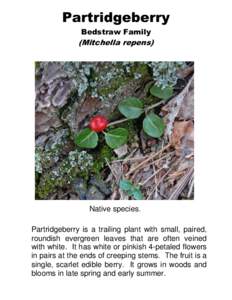 Partridgeberry Bedstraw Family (Mitchella repens)  Native species.