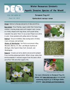 Water Resources Division’s Aquatic Invasive Species of the Week! FOR THE WEEK OF: European Frog-bit