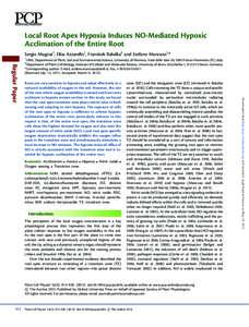 Local Root Apex Hypoxia Induces NO-Mediated Hypoxic Acclimation of the Entire Root Sergio Mugnai1, Elisa Azzarello1, Frantisek Balusˇka2 and Stefano Mancuso1,* 1  Roots are very sensitive to hypoxia and adapt effectivel