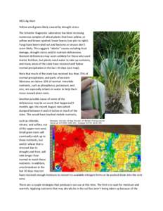 MSU Ag Alert Yellow small grains likely caused by drought stress The Schutter Diagnostic Laboratory has been receiving numerous samples of wheat plants that have yellow, or yellow and brown spotted, lower leaves (see pic