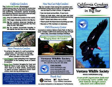 Ornithology / Taxonomy / Scavengers / Ventana Wildlife Society / California Condor / Condor / Vulture / Big Sur / Andrew Molera State Park / Cathartidae / New World vultures / Fauna of South America