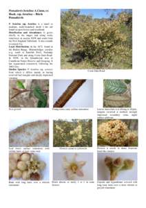 Pomaderris / Leaf / Tomentose / Betulina / Plant anatomy / Biology / Botany