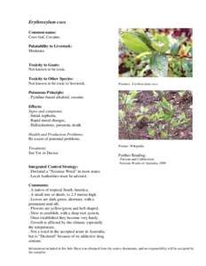 Coca / Noxious weed / Erythroxylum / Noxious / Chemistry / Medicine / Pharmacology