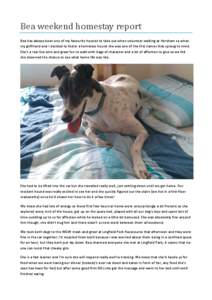 Bea weekend homestay report Bea has always been one of my favourite hounds to take out when volunteer walking at Hersham so when my girlfriend and I decided to foster a homeless hound she was one of the first names that 