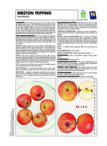RIBSTON PEPPING WINTERAPFEL HERKUNFT: Die Sorte stammt aus England. Sie soll nach übereinstimmenden Berichten (Diel) schon vor 1800 auf Schloß Ribston bei Knaresborough in